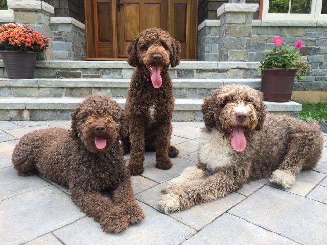 my rescue dog rescued me